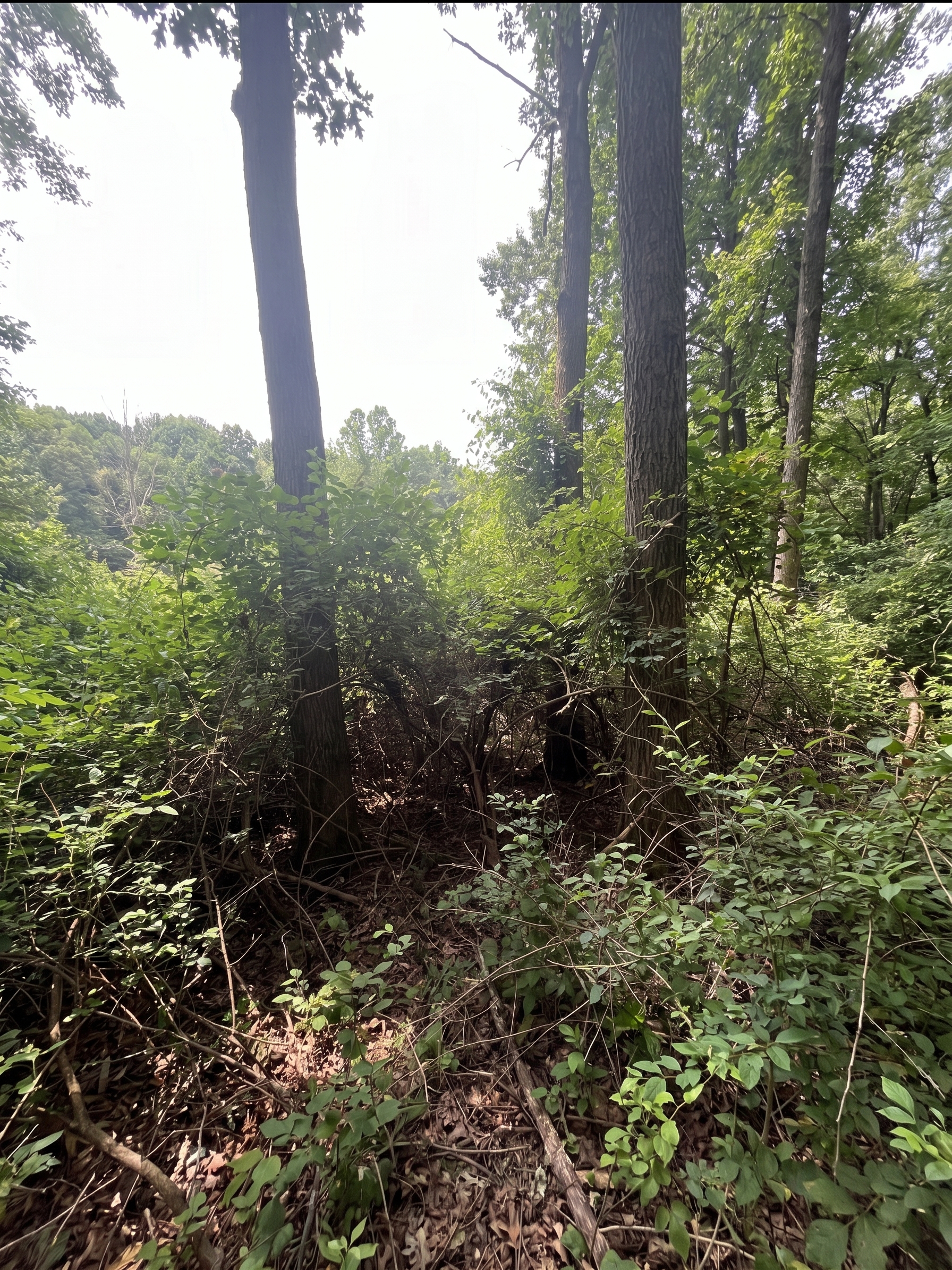 Overgrown Ohio property before forestry mulching